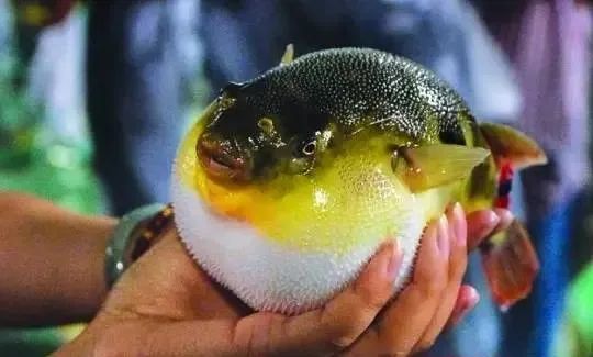 DƬ